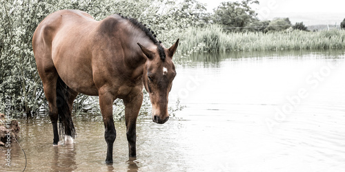 Bay horse standing in water
