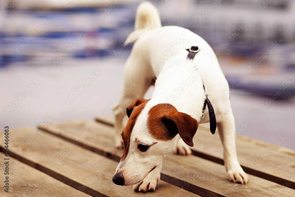 Jack Russell Terrier on the wooden bridge