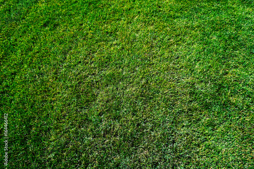 Clean grass close up photo