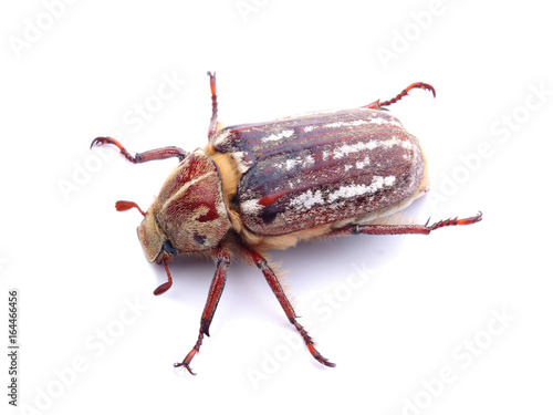 Cockchafer isolated on white © Vitalii Hulai