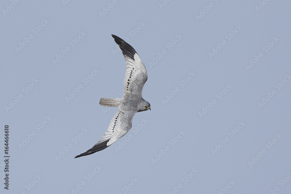 Obraz premium Montagus harrier (Circus pygargus)