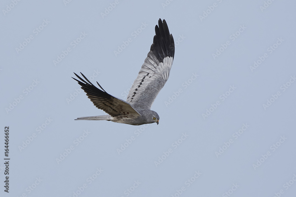 Obraz premium Montagus harrier (Circus pygargus)