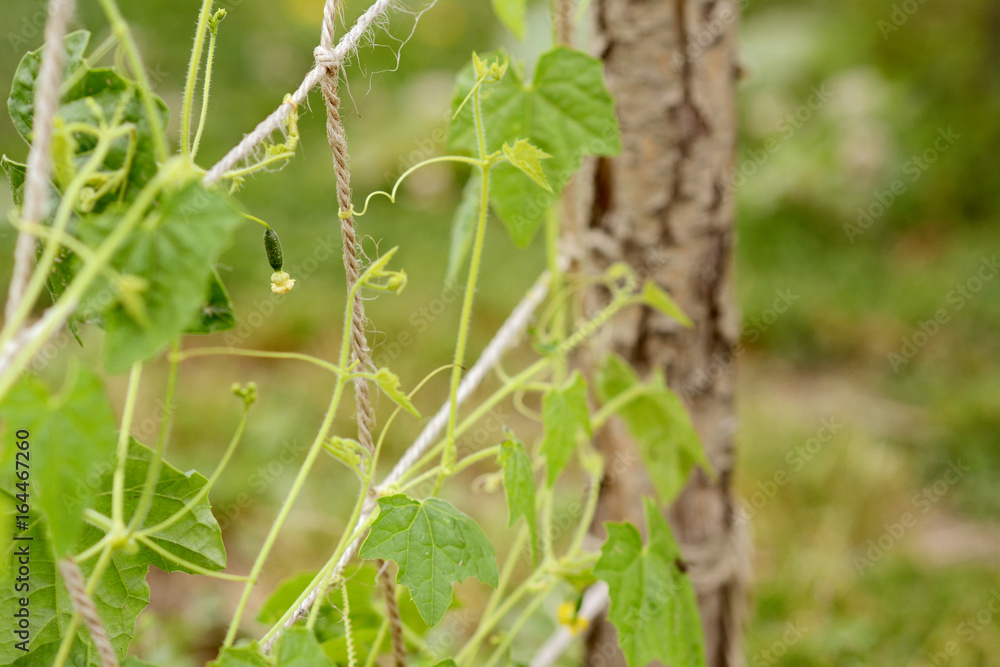Tiny cucamelon fruit with flower Tiny cucamelon fruit with flower
