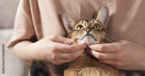 Photos Teen girl with sad abyssinian cat on knees sitting on couch