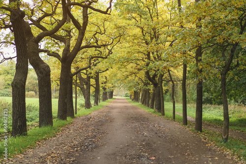 Fototapeta Naklejka Na Ścianę i Meble -  oak alley in park in early autumn