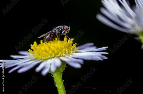 a fly drinking a rain drop on a dendranthema flower