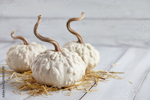 White warted halloween pumpkins on white planks, holiday decoration