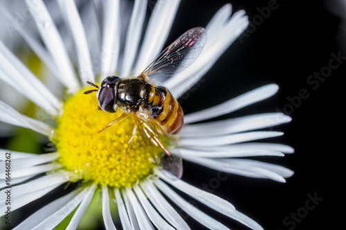 a hoverfly on a dendranthema flower