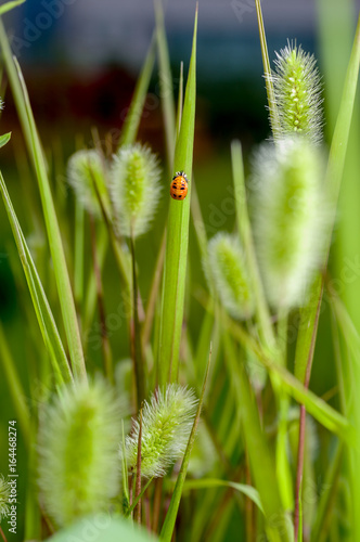 a ladybug  cocoon in foxtails