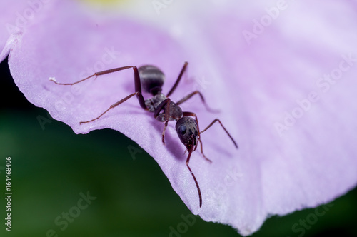 an ant on a morning glory petal
