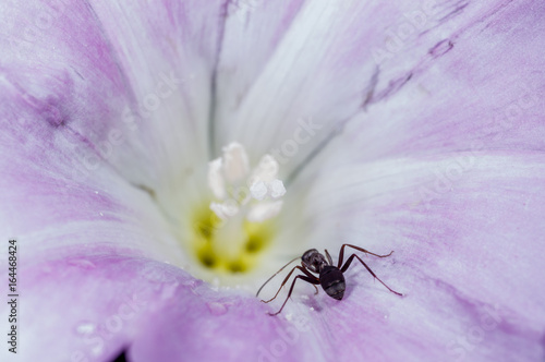 an ant in a morning glory