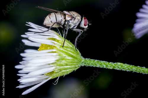 the close up of a fly on a flower