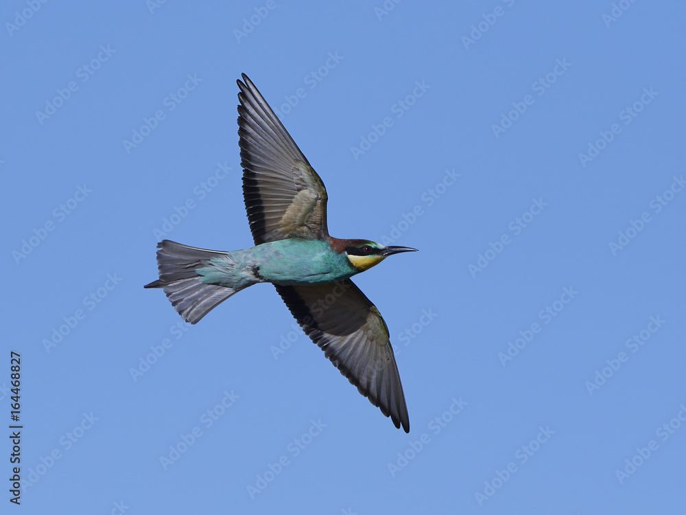Obraz premium European bee-eater (Merops apiaster)