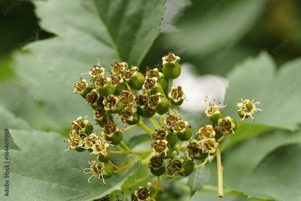 Fototapeta premium green hawthorn berries in summer day