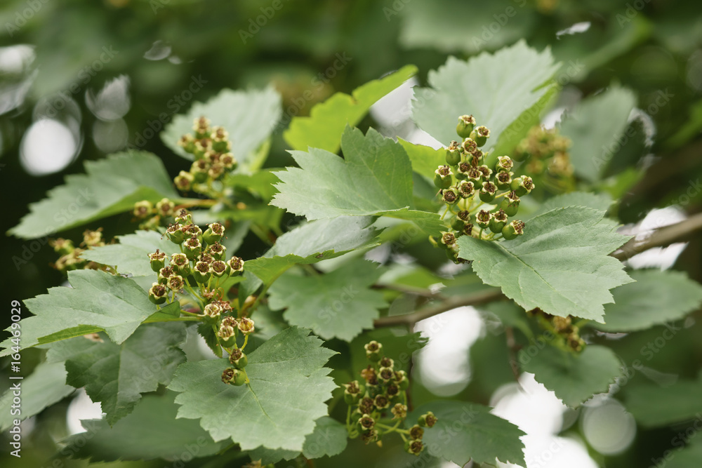 green hawthorn berries in summer day green hawthorn berries in summer day