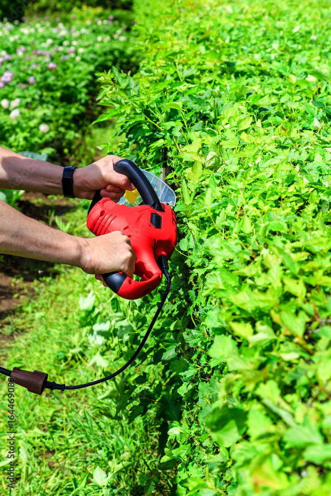 Fototapeta premium mowing hedges