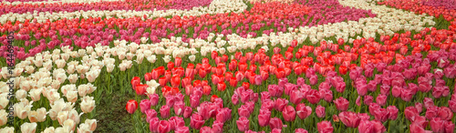 Tulip. Beautiful field garden of tulips. colorful tulips. tulips in spring colourful tulip different standing out tulip
