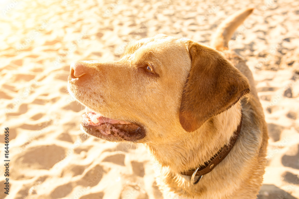 Labrador retriever on the beach. Sun flare