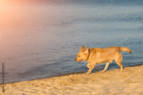 Labrador retriever on the beach. Sun flare