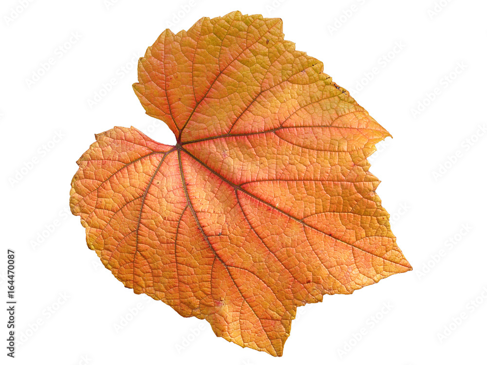Vine leaf in autumn fall colour cut out and isolated on a white background Vine leaf in autumn fall colour cut out and isolated on a white background