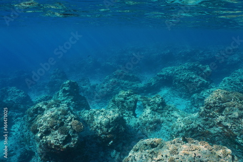 Underwater landscape rocky seabed with corals on the outer reef slope, Pacific ocean ,Moorea, French Polynesia © dam
