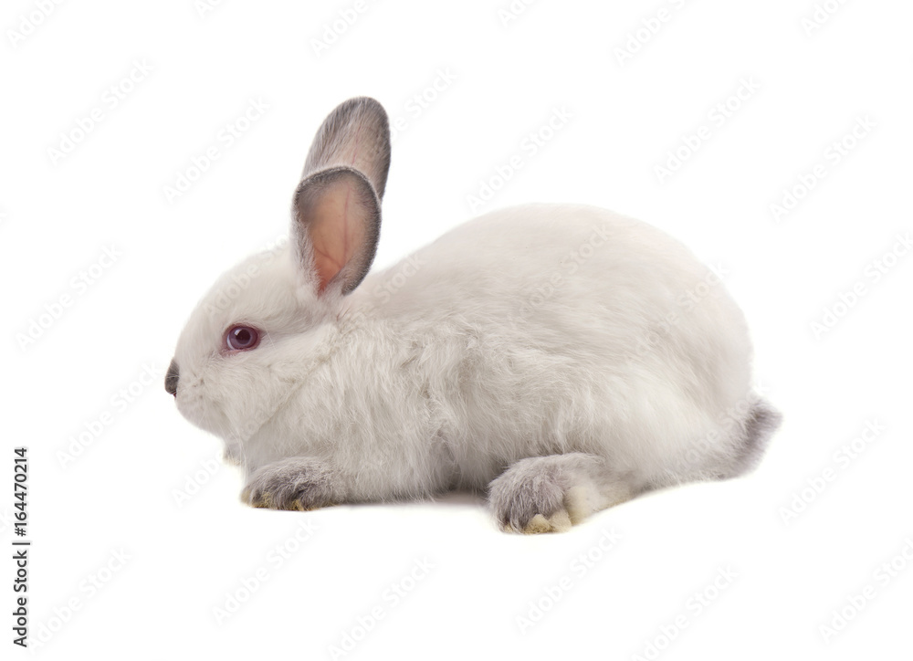 White small rabbit isolated on a white background White small rabbit isolated on a white background