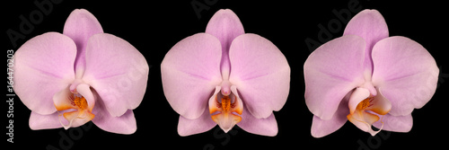 Pink orchid on a black background, front view and side view photo