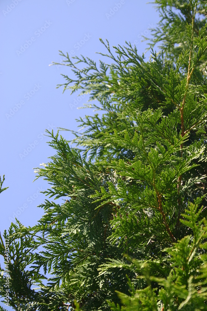 Thuja 02 Thuja 02