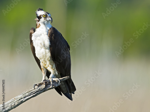 Male Osprey Sitting in Tree