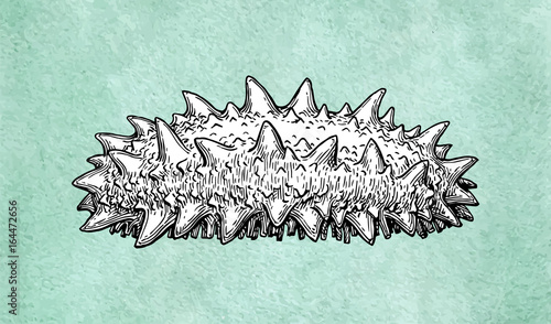 Trepang ink sketch.