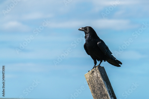 Close up of a single Raven (Corvus corax) perched on a post
