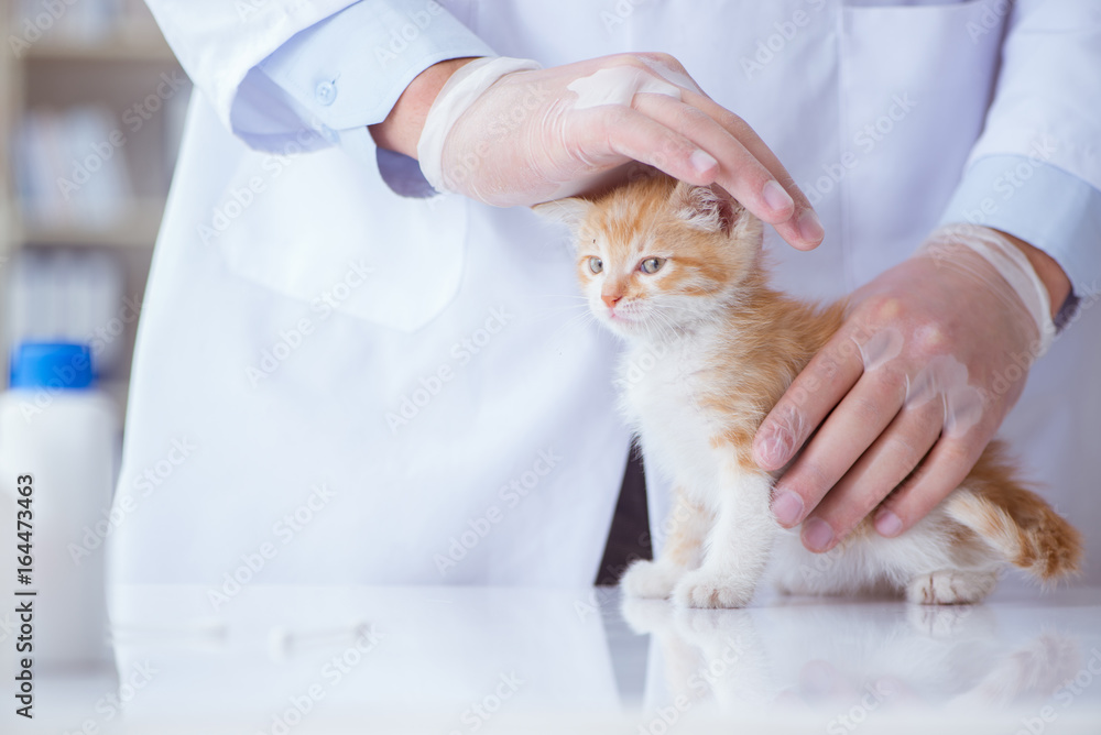 Cat visiting vet for regular checkup Cat visiting vet for regular checkup