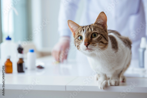 Cat visiting vet for regular checkup photo