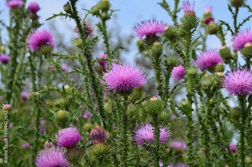 Thistle flower  green background grass