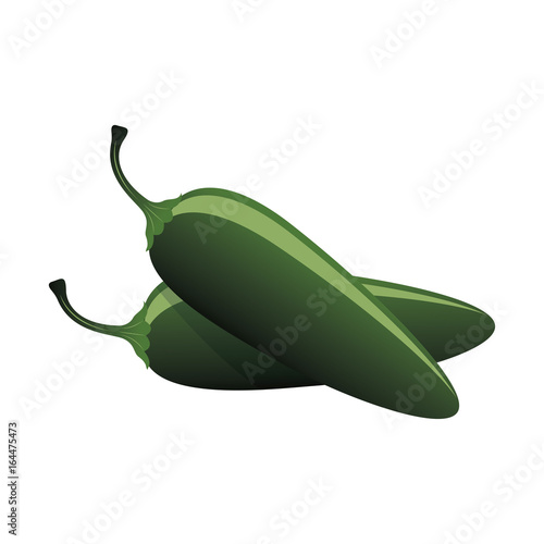 raw jalapeno hot green chilies. vector illustration 