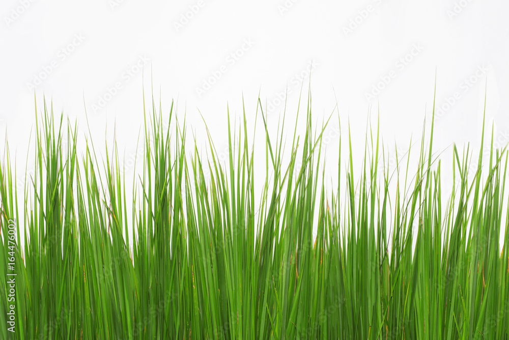Green long grass isolated on a white background Green long grass isolated on a white background