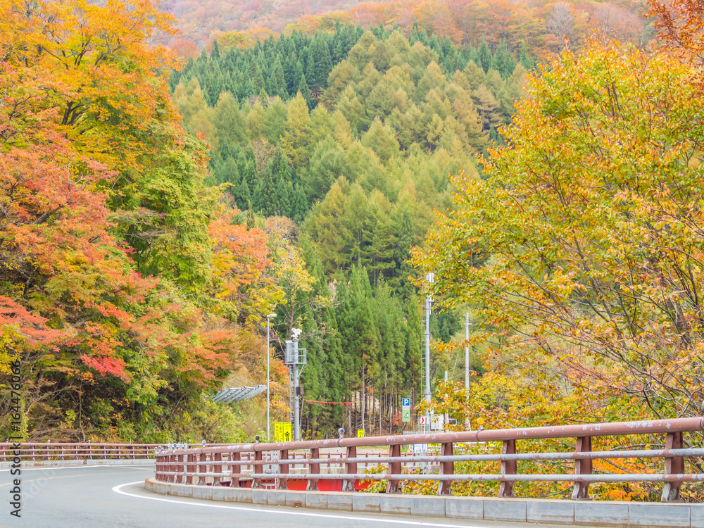 Obraz premium Autumn color forest, street and bridge.