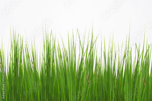 Green long grass isolated on a white background