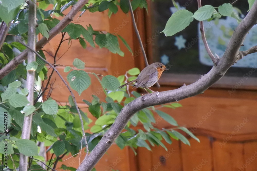 Ein Muss für den Garten Ein Muss für den Garten