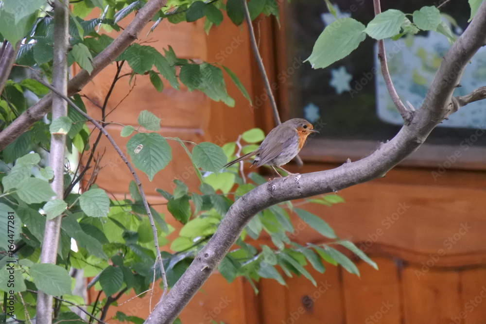 Ein Muss für den Garten