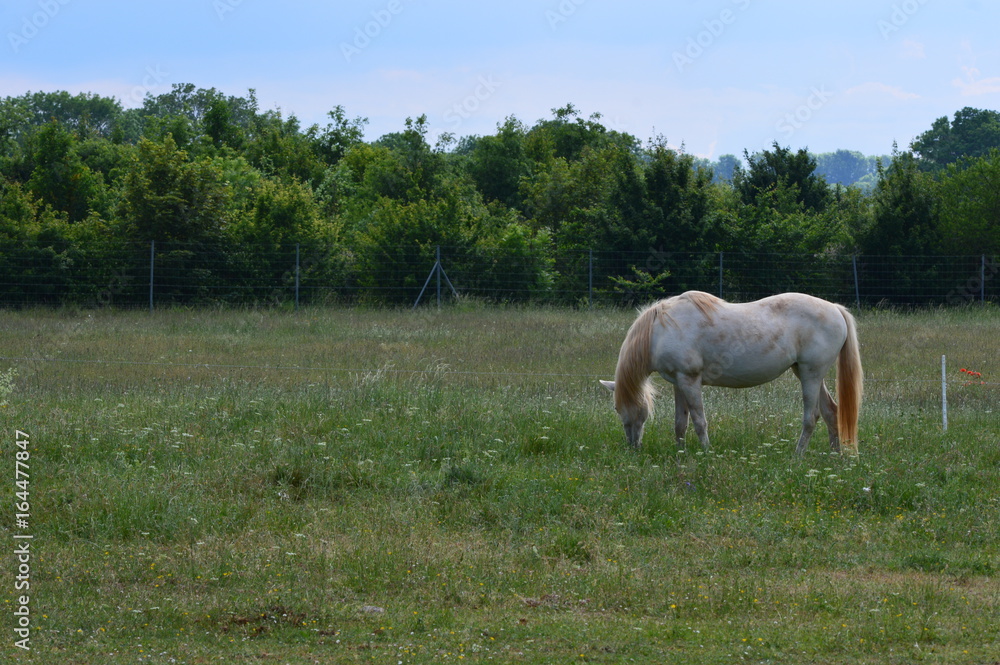 cheval crème cheval crème