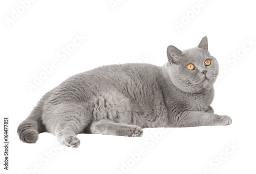 graue liegende Katze freigestellt