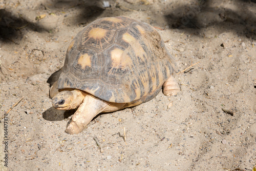 Tortue terrestre