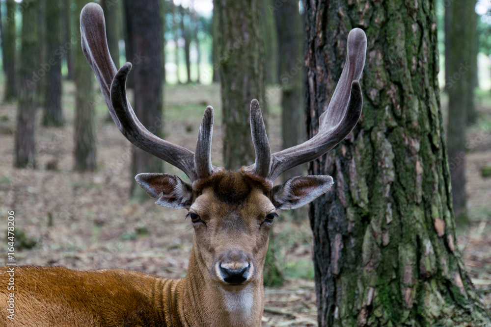 Hirsch Hirsch