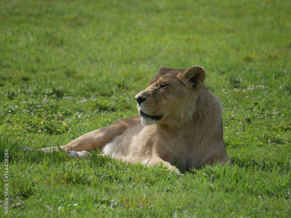 Fototapeta premium Lion