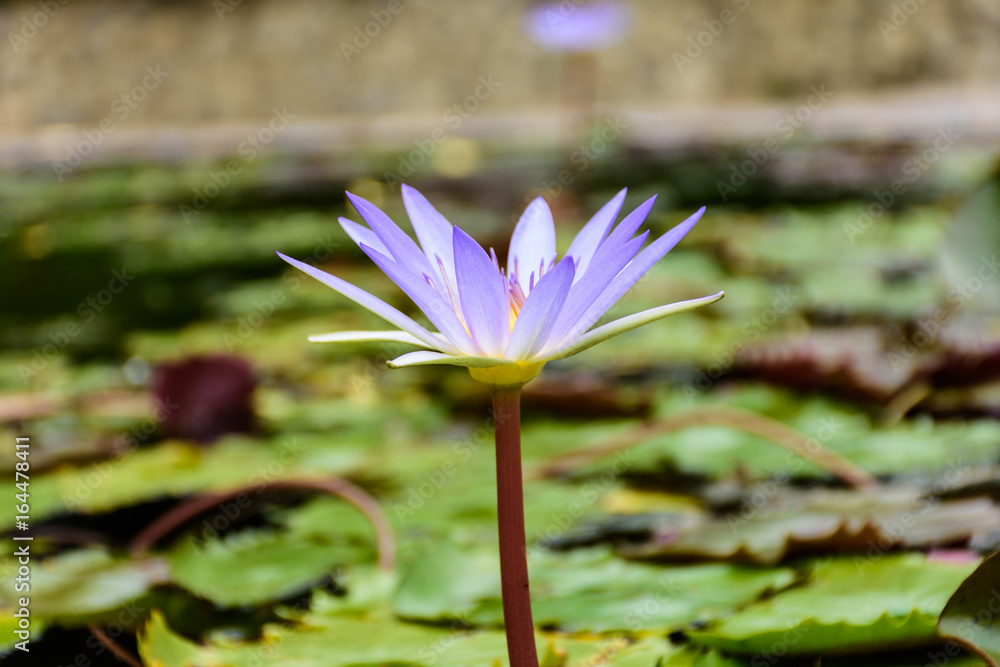 Beautiful lotus