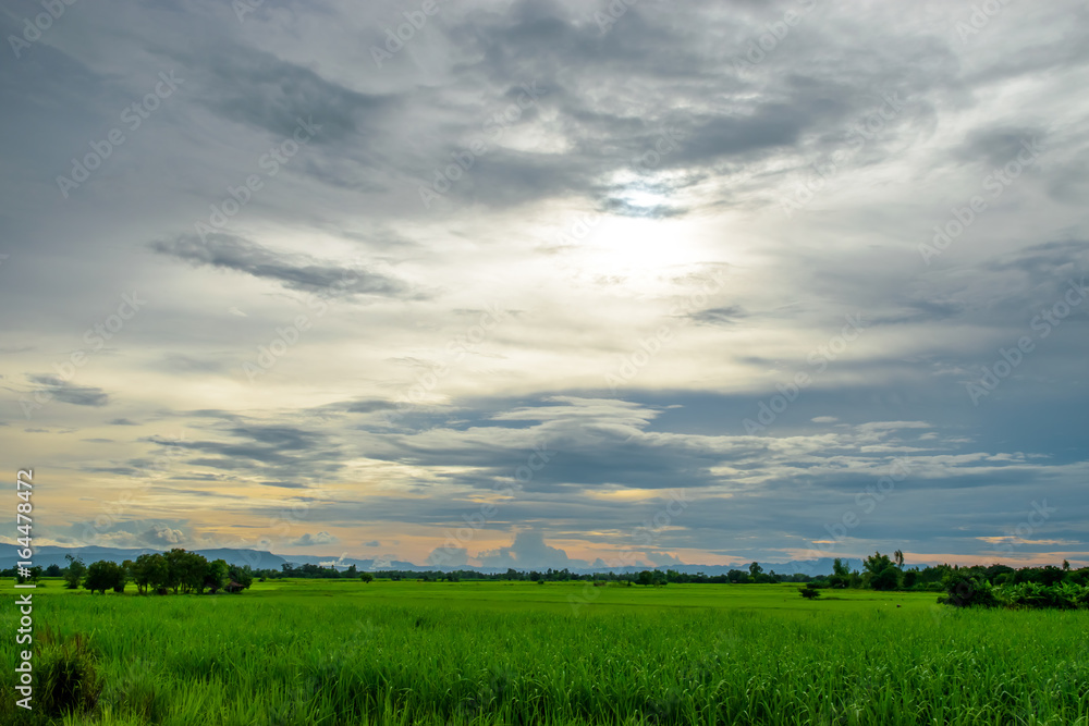 Green field and sunset in the summer