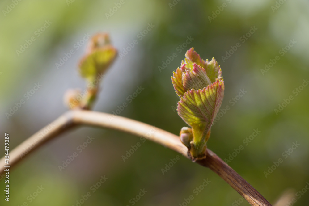Grape kidney and new leaves Grape kidney and new leaves