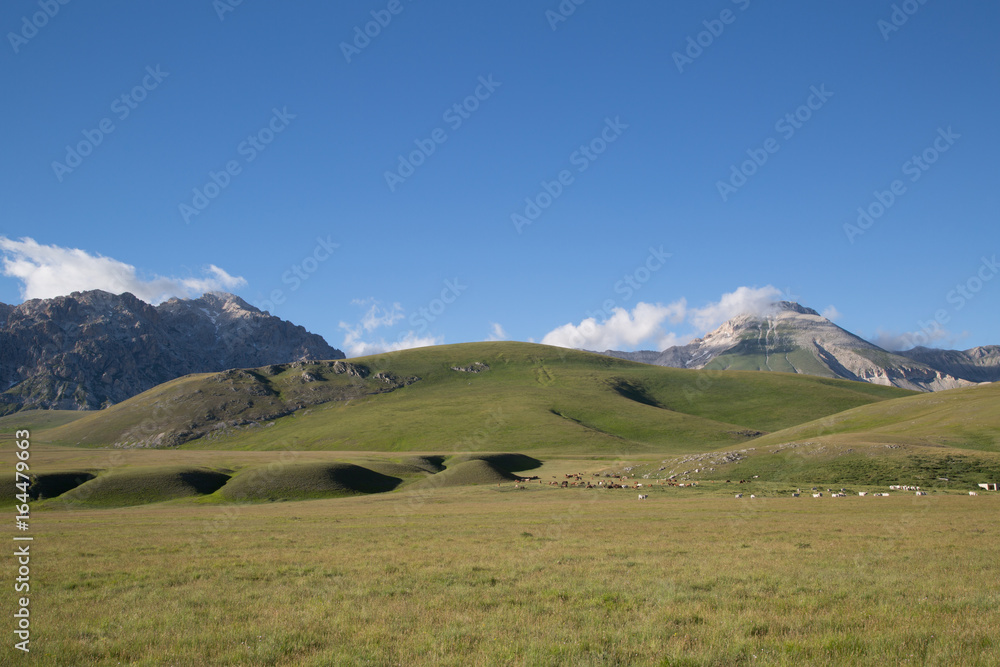 Monte Paradiso, all'orizzonte Cima Delle Veticole, cavalli, mucche, Parco Nazionale Gran Sasso e Monti della Laga, inizio dell'estate  