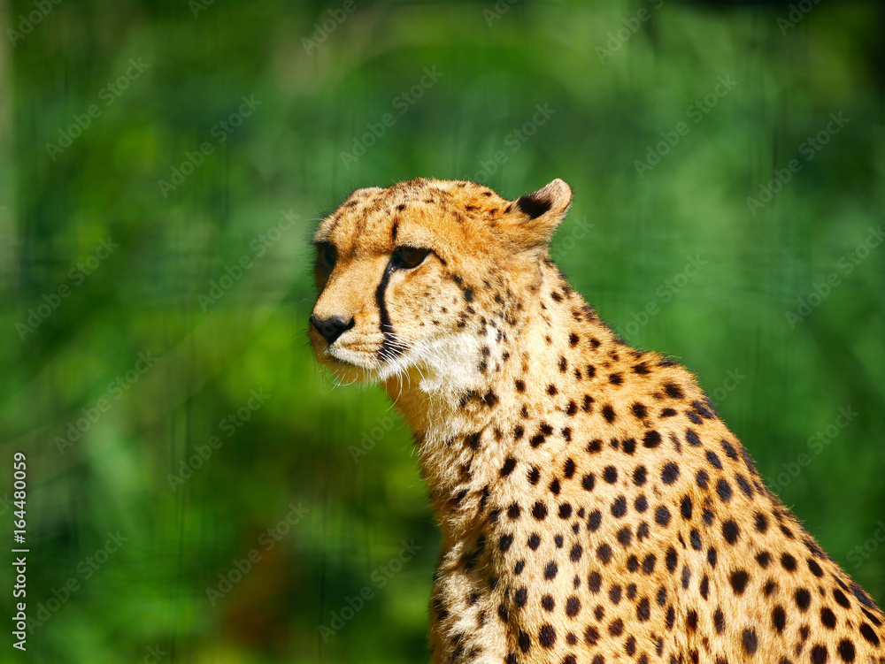 Guépard Guépard